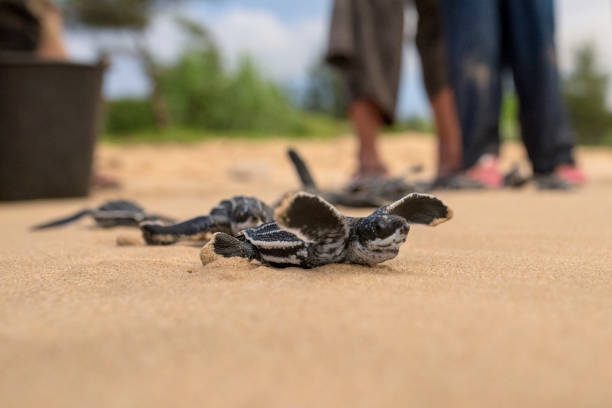 istock baby leatherback turtle goes to sea after being released 1376294115
