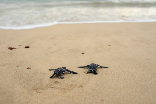 istock baby leatherback turtle goes to sea after being released 1376294122