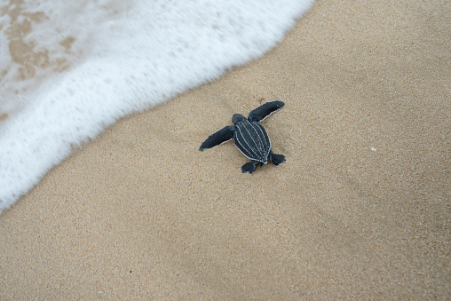 baby leatherback turtle goes to sea after being released