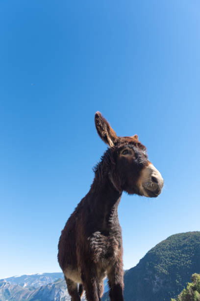 Catalan donkeys in the Pyrenees in Spain.