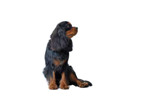 istock Cute cavalier dog King Charles sits and looks away. Isolate on a white background 1376301322