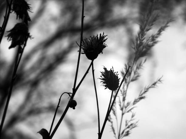 istock Black and white dried flowers 1376309978