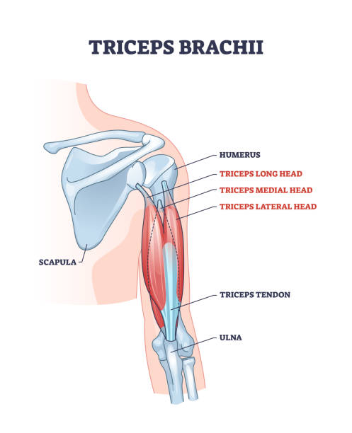 triceps brachii muscle with human arm and shoulder bones outline diagram - bicep stock illustrations