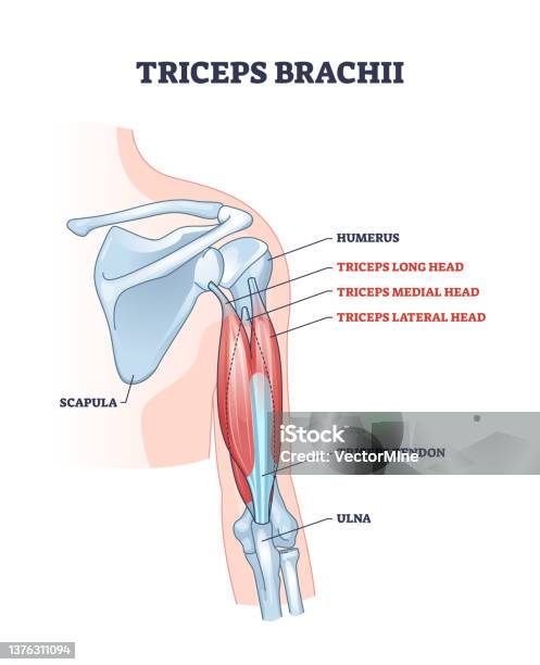 Biceps And Triceps Stock Illustration - Download Image Now - Bicep