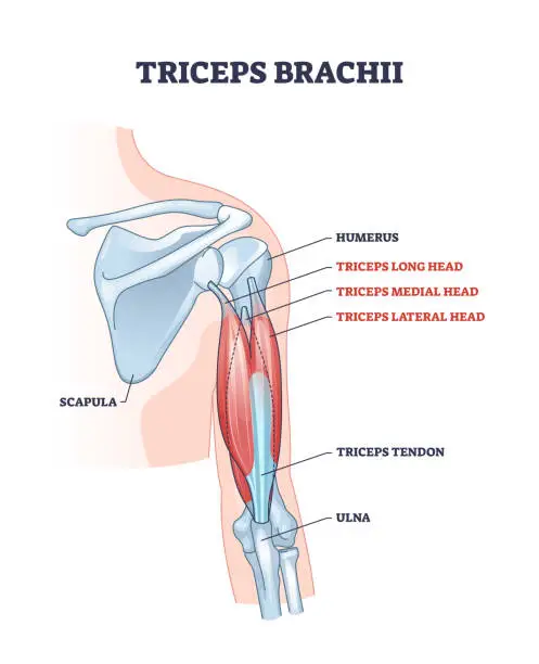 Vector illustration of Triceps brachii muscle with human arm and shoulder bones outline diagram