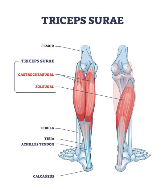 ilustrações, clipart, desenhos animados e ícones de tríceps surae com gastrocnemius e músculos da perna soleus esboçam diagrama - bicep