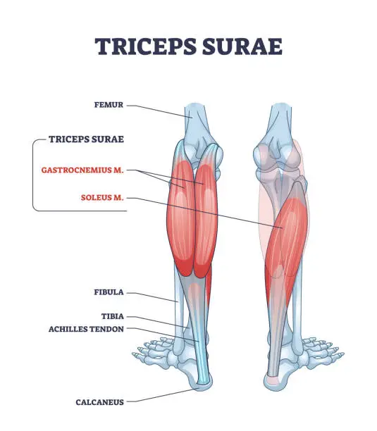 Vector illustration of Triceps surae with gastrocnemius and soleus leg muscles outline diagram
