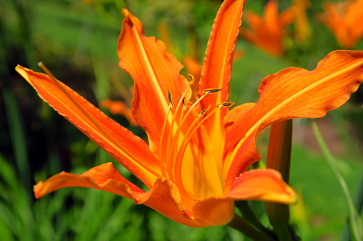 Orange day lilies - Hemerocallis fulva (Braunrote Taglilie).
