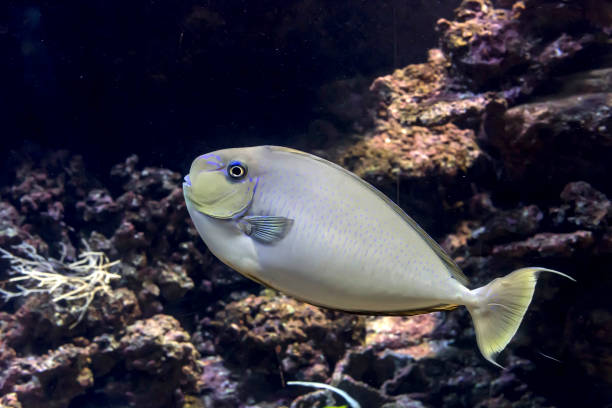 istock Exotic fish swimming in an aquarium close-up 1376320832