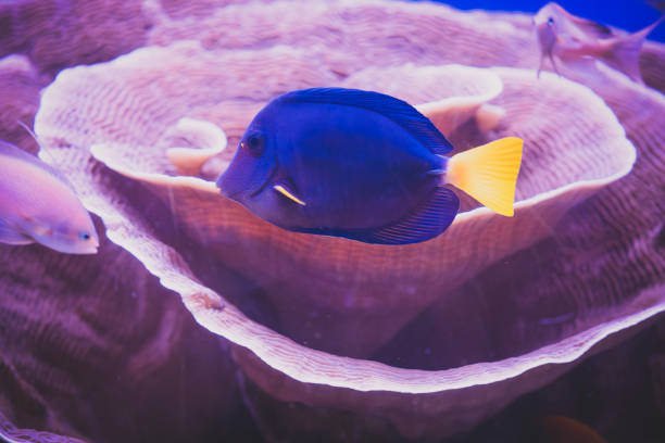 istock Yellow tale tang of red sea 1376325416