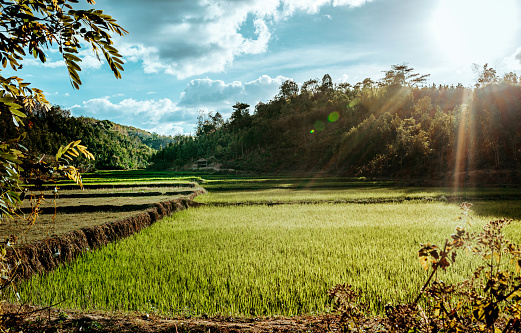 Beautiful view of a terraced field in Vietnam in the sunset