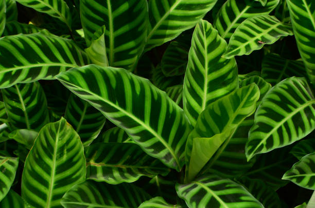 istock calathea zebrina 1376362308