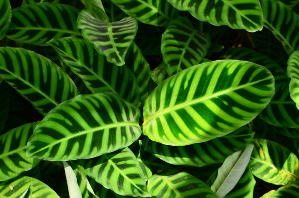 istock calathea zebrina 1376363934