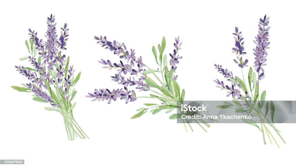 Bó Hoa Oải Hương Màu Nước Cho Thiệp Cưới Tay Vẽ Hoa Violet Cổ Điển Với Lá  Và Cành Cách Ly Trên Nền Trắng Hoa Dại Mùa Xuân Vòng Hoa Minh Họa