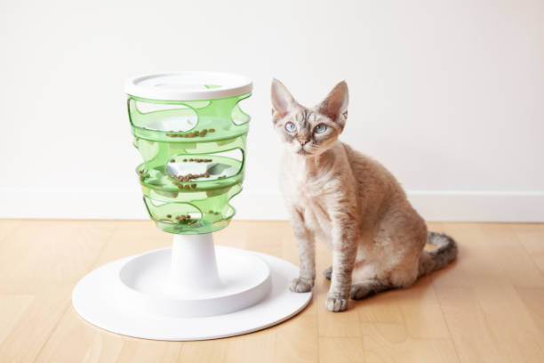 istock Curious Devon Rex cat is sitting close to its new mental challenging toy - green color tower for felines with 3 levels for slow feeding. 1376375248