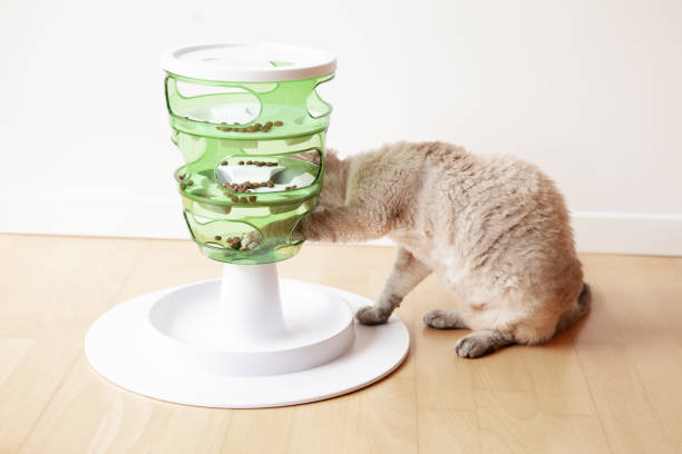 Cat is using smart slow feeder toy. Interactive feline game that stimulates cats to work for their food.