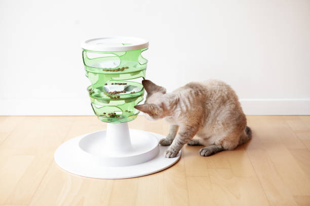 istock Curious tabby cat is playing, taking out a crunch kibble from slow-feeder toy. 1376375255