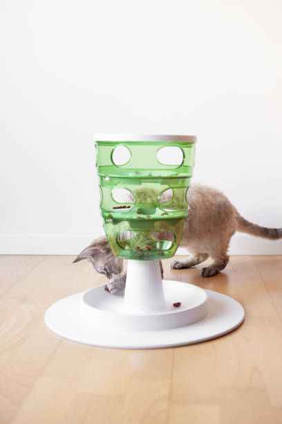 istock Playful cat touches and punches kibble pieces food with paw and eats  them. 1376376304