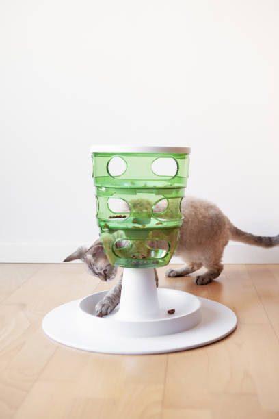 istock Cat is using smart slow feeder toy. Interactive feline game that stimulates cats to work for their food.  Feline taking out kibble pieces 1376376308