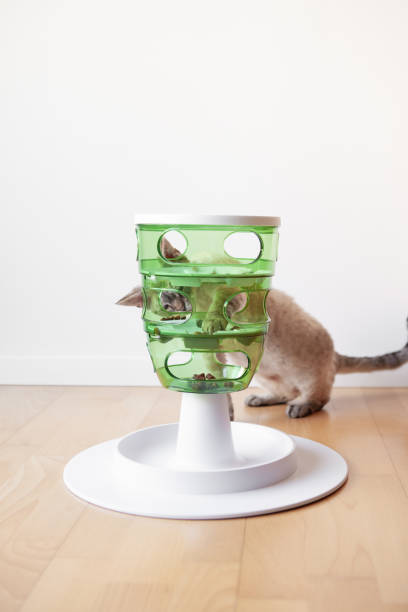 istock Cat is using smart slow feeder toy. Interactive feline game that stimulates cats to work for their food.  Feline taking out kibble pieces 1376376322