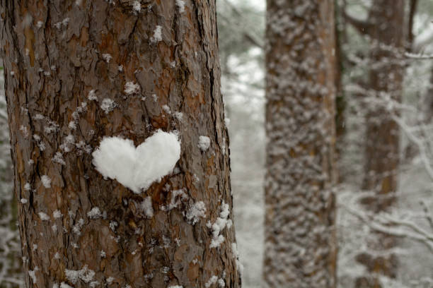istock heart made of snow on a tree trunk 1376394922