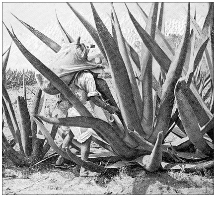 Antique travel photographs of Mexico: Agave field