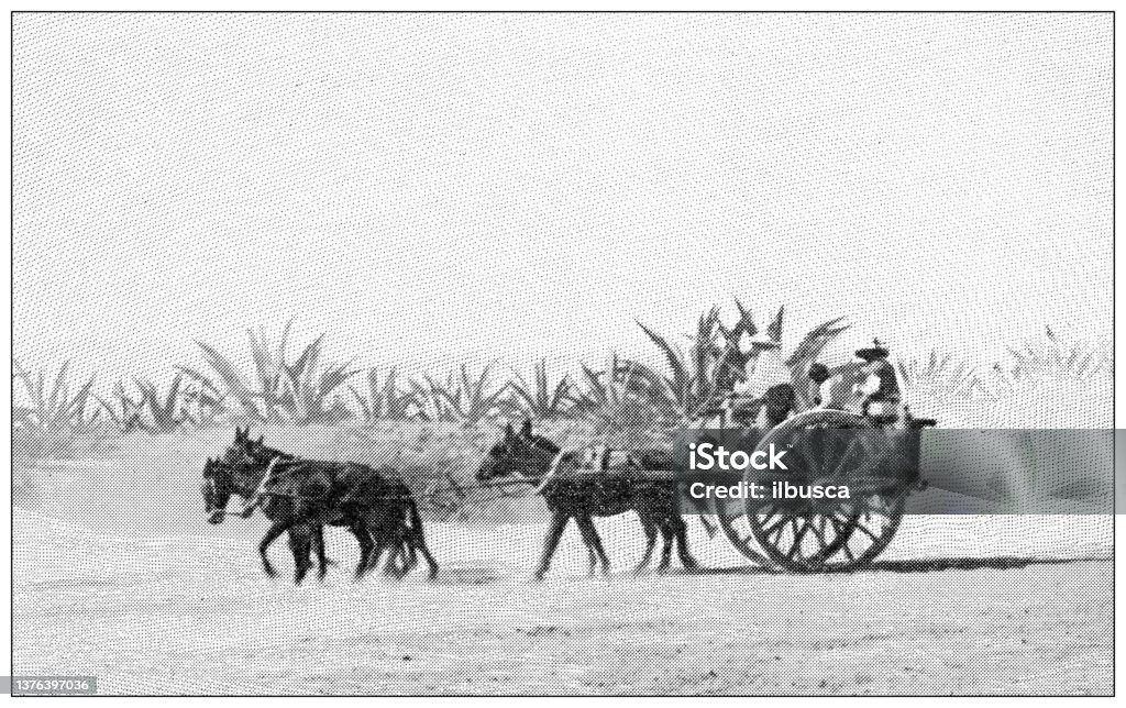 Antique travel photographs of Mexico: Agave field Archival stock illustration