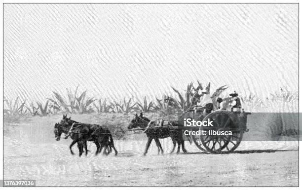 Antique Travel Photographs Of Mexico Agave Field Stock Illustration - Download Image Now - Archival, Mexico, Old-fashioned