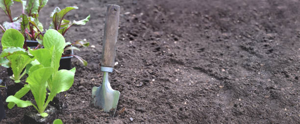 istock shovel next to seedling of lettuce with copy space on soil background 1376404603