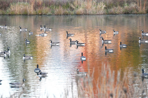 istock Geese in Autumn Pond 1376405511