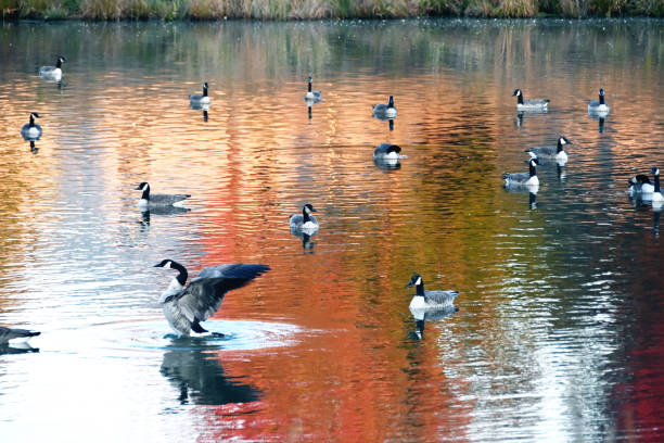 istock Geese in Autumn Pond 1376405516