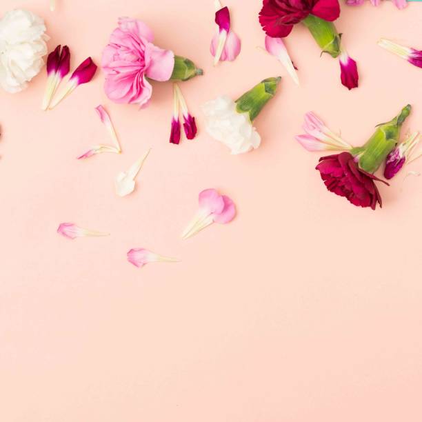istock Carnation and petals on pink background 1376405562