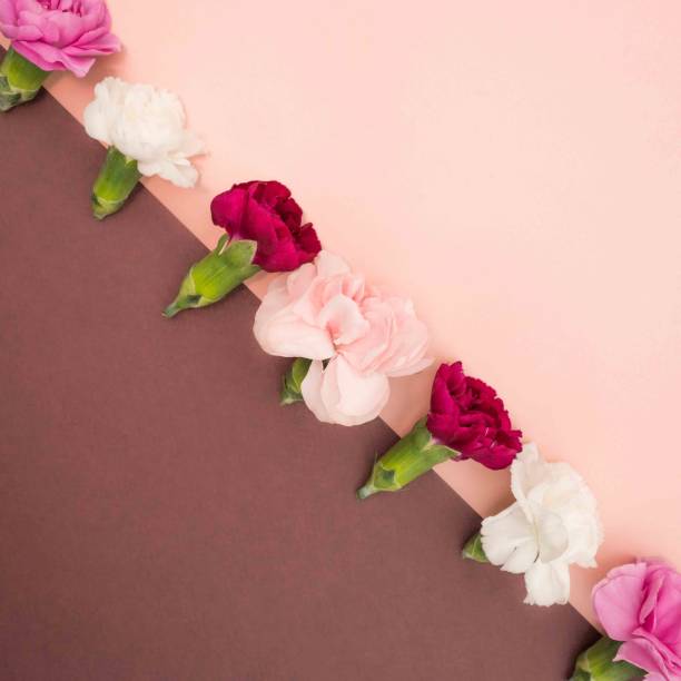 istock carnations on a diagonal line with pink and burgundy background 1376405573