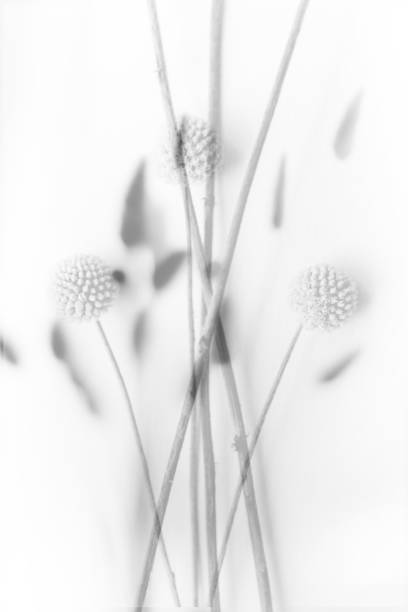 istock abstract background of flowers and plants, double multiple exposition 1376412763