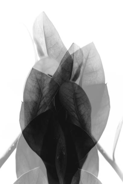 istock abstract background of flowers and plants, double multiple exposition 1376412767