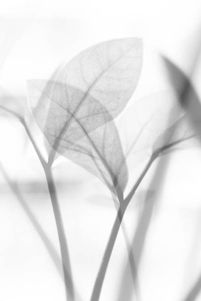 istock abstract background of flowers and plants, double multiple exposition 1376412934