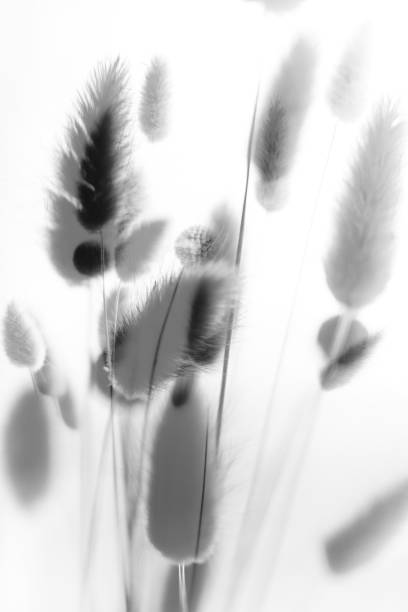 istock abstract background of flowers and plants, double multiple exposition 1376413276