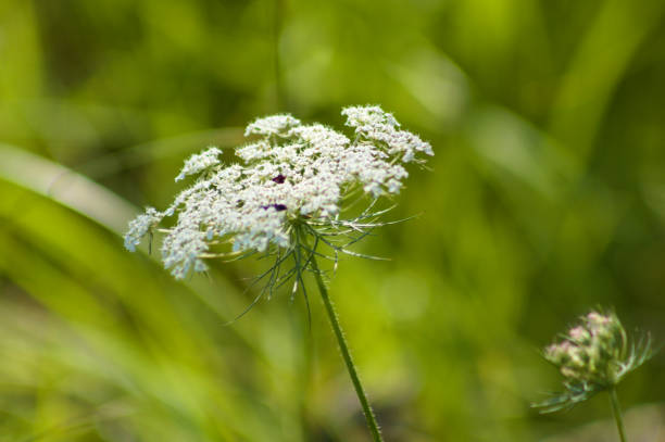 istock Wild carrot inflorescence closeup view with vivid green blurred background 1376425565