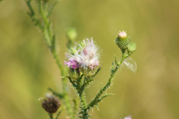 istock Fluffy plumeless thistle seeds and buds closeup view with blurred green background 1376426091