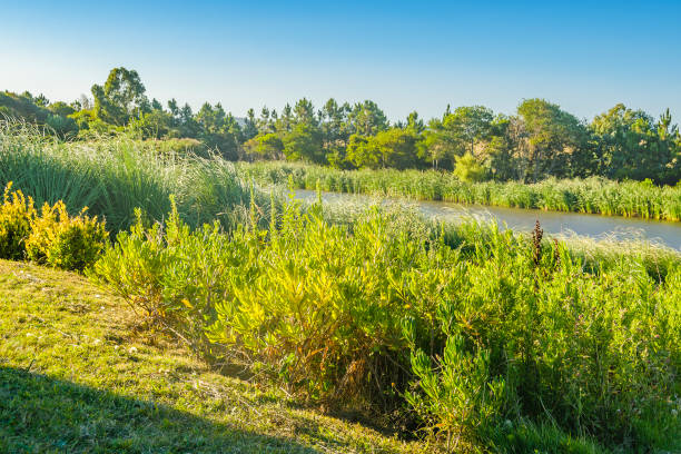 istock Meadow Landscape, Maldonado, Uruguay 1376428271