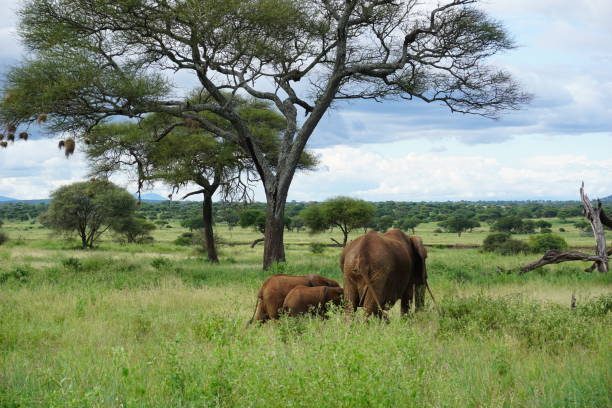 petite famille d’éléphants qui s’en va, nous montrant leurs fesses, parc national de tarangire - safari animals elephant rear end animal nose photos et images de collection