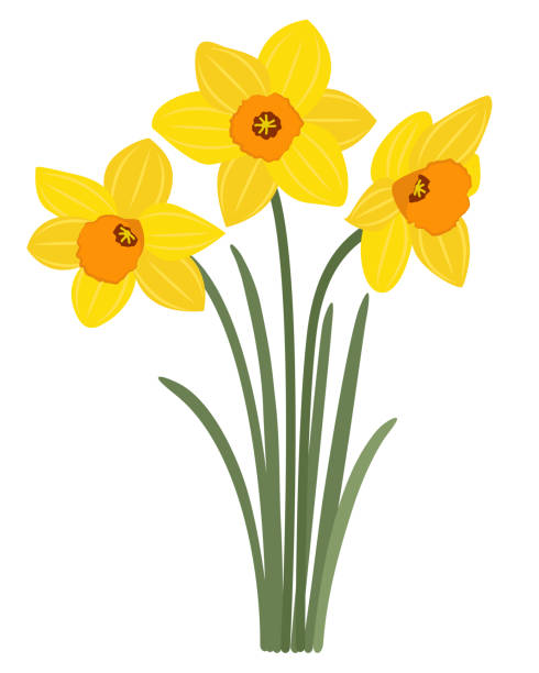 ilustraciones, imágenes clip art, dibujos animados e iconos de stock de amarillo narcisos sobre un fondo blanco - daffodil stem yellow spring