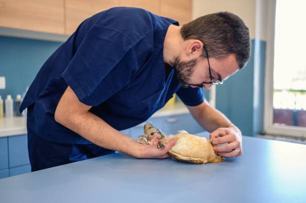 istock Veterinarian holding and check up Barn Owl 1376439503