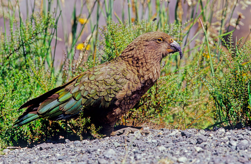 The kea, Nestor notabilis is a species of large parrot in the family Nestoridae found in the forested and alpine regions of the South Island of New Zealand.