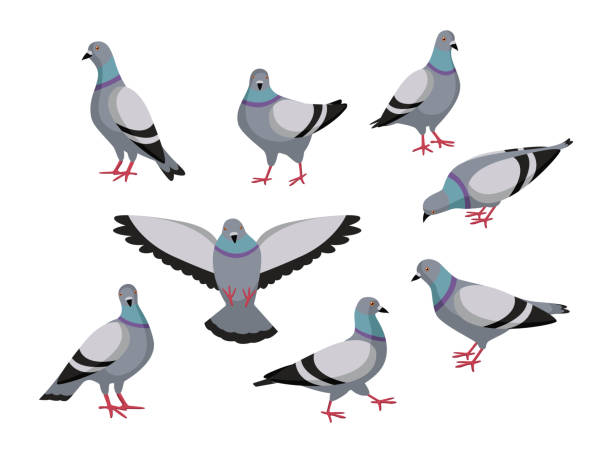Pigeon in different poses cartoon illustration set. Flock of cute colorful doves flying, eating, sitting, flapping wings on white background. Animal, flying creature, bird concept