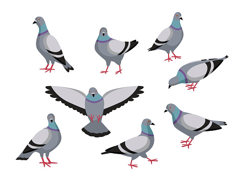 Pigeon in different poses cartoon illustration set. Flock of cute colorful doves flying, eating, sitting, flapping wings on white background. Animal, flying creature, bird concept