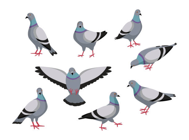 Pigeon in different poses cartoon illustration set Pigeon in different poses cartoon illustration set. Flock of cute colorful doves flying, eating, sitting, flapping wings on white background. Animal, flying creature, bird concept pigeon stock illustrations