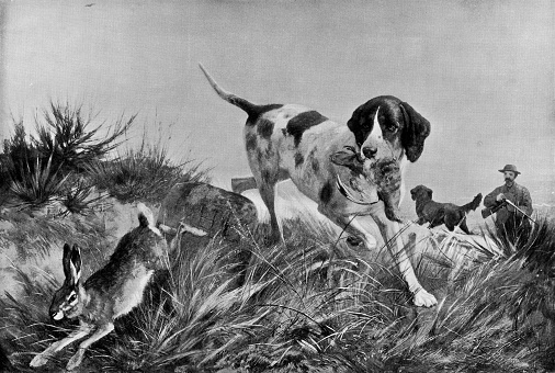 “Look Out! Here’s Something Else!” or “Hunting Dog”, painting by Carl Friedrich Deiker (circa 19th century). Vintage etching circa late 19th century.