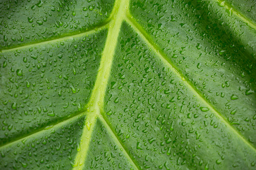 Closeup of vibrant, green tropical leaf with water drops