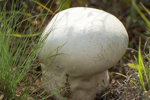 collect porcini mushrooms